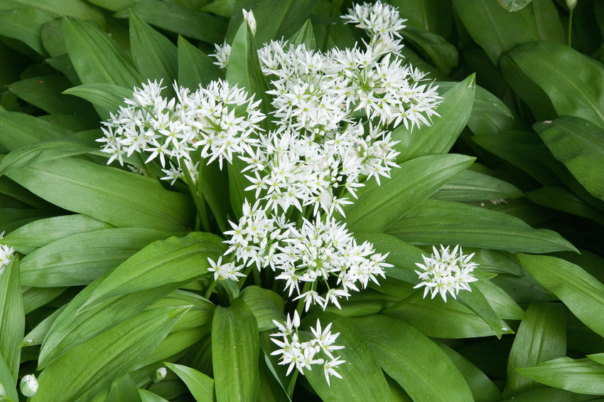 Barlauch Auch Im Garten Gartenmoni Altes Wissen Bewahren