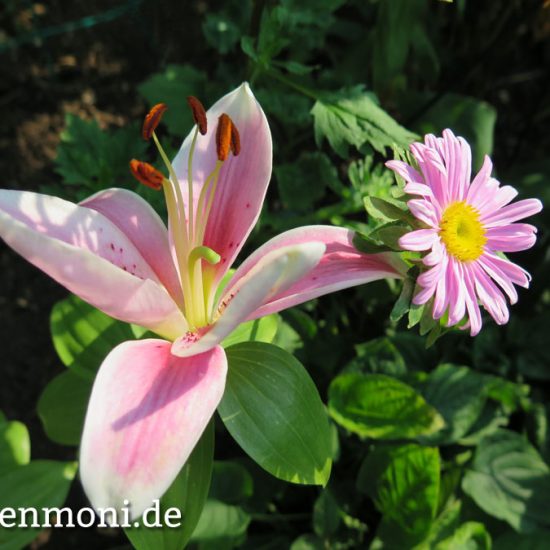 Lilien Pflanzen Pflegen Und Vermehren Gartenmonide Altes Wissen Bewahren